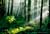 forest light