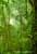 rain forest