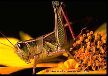 Grasshoppers. Insects. Summer. Yellow. Flowers