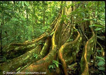 Tropical Forests. Buttresses. Costa Rica