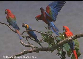 Macaws. Peru. Tropical Birds. Birds. Tambopata River