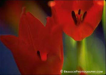   Flowers. Gardens. Tulips. Color. Spring