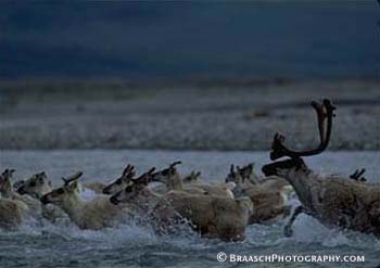 Migration. Caribou. Alaska. Rivers. Arctic NWR