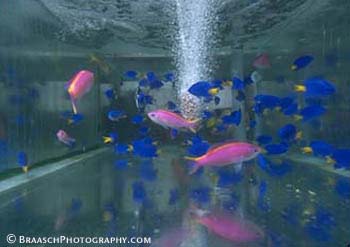 Aquariums. Tropics. Tropical fish. Coral reefs. Captive. 