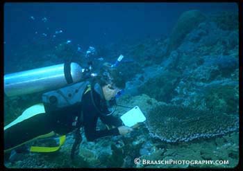 Coral Reef. Coral. Coral bleaching. Diving. Scientists