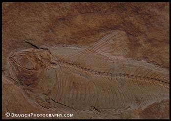 Fossils. Fish. Death. Rocks, rock forms. Ancient. Prehistoric. Bones. Old. Age