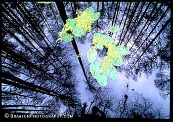 Reflections. Water lilies. Wetlands. Swamps. Trees. Self. Vertigo. Highlands Hammock, FL