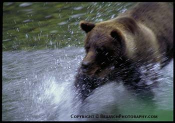 Bears. Female brown bear running after chum salmon near Hyder Alaska. Wild mammals. Motion. Water. Speed. Hunting. 