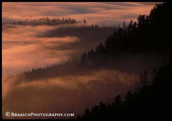 Olympic Natl Park. Fog. Forests. Old Growth. Conifers. Dawn. Mystery