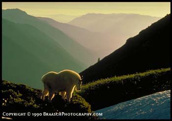 Mountain goat on alpine tundra, near Mount Olympus in Olympic National Park, Washington. Hoh valley