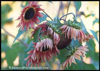 Gardens. Sunflowers. Summer