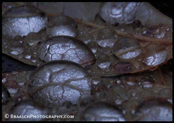 Dew. Rain. Drops. Water. Leaves. Fall. Closeup.