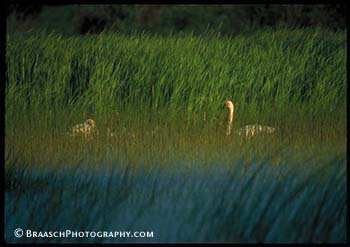 Wetlands. Refuges. Swans. Seney NWR, Michigan. Spring