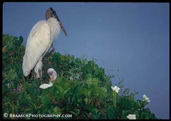 Storks. Wood storks. Endangered species. Nesting. Everglades NP