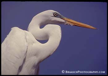 Egrets. Florida. Birds. Curves