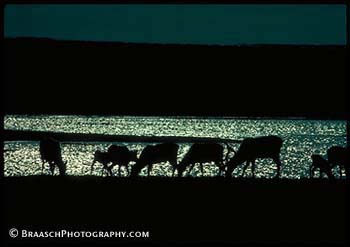 Silhouettes. Caribou. Alaska NWR. Black. 