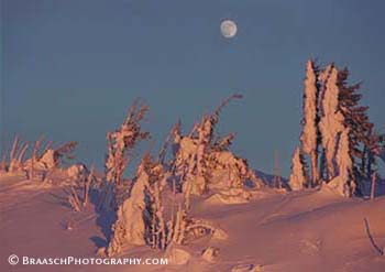 Winter. Snow. Trees. Mt. Hood OR. Alpine. Moon. Pastels.