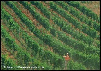 Vineyards. Tuscany. Italy. Wine. Farming. Pattern. Agriculture.