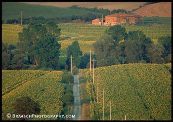 Tuscany. Italy. Summer. Sunflowers. Farms. Landscapes. Roads.