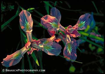 Wildflowers. Iris. Twin. Spring. Flower. Oregon