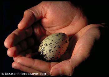 Eggs. People and Nature. Caring. Holding. Hands. Birds. Marbled Murrelet