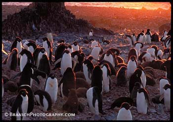 Penguins. Antarctica. Climate. Birds. Rookeries. Crowds. Gatherings