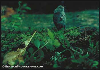 Habitat. Forests. Ecology. Mammals. Red-backed vole. Old Growth Forests. Rodents. Cute