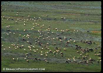 Arctic Natl Wildlife Refuge. Tundra. Caribou. Migration. Mammals. Arctic. 