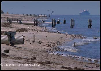 Coasts, coastal issues. Cape May NJ. Delaware Bay. Shorebirds. Sewers. Sea level rise. Global Warming. Horseshoe crabs. Migration. (See World View of Global Warming