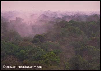 Jungles. Tropical forests. Rain forests. Amazon River. Peru, near Iquitos. Mist. Dawn. Wilderness. Trees. Ecosystems.