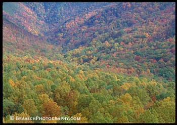 Great Smoky Mtns. NP. Forests. Fall. Autumn. Patterns. Landscapes. Sugarland area. Tennessee. Mt Leconte