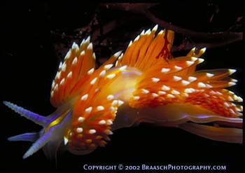 Nudibranch (seaslug) Hermissenda crassicornis, in tidepool at Monterey Peninsula, California. 1 inch+ Underwater photograpy. Tidepools. Pacific Ocean. Monterey Bay