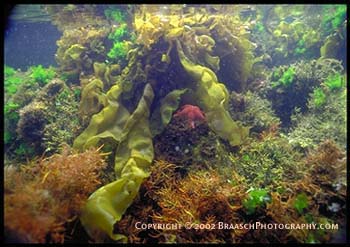 Tidepools. Underwater view on Monterey Peninsula, California. Iridaea algae, Pisaster stars, other marine algae. Seaweeds. Pacific Ocean