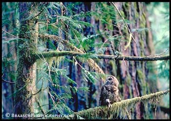 Old growth forests. Ancient forests. Forests. Owls. Spotted owl. Endangered species. Rare things. Douglas fir. Hemlocks. Ecosystems. Habitat. Pacific Northwest. Birds