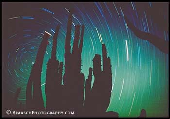 Stars. Cardon cactus. Night. Deserts. Sonoran Desert, Mexico. Skies. Time exposures. Silhouettes. Polaris. North Star. Patterns. Time. Space