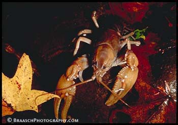 Biodiversity. All Taxa Biological Inventory. Great Smoky Mts. NP. Crayfish, part of diversity of invertebrates found. Rivers. Crawdads.