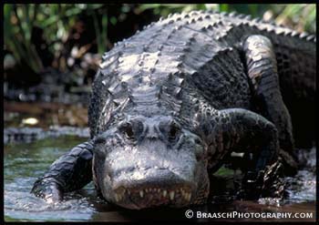 Alligators. Everglades Natl Park. Florida. Reptiles. Danger. Risk. Swamps. Wetlands. Biosphere reserves