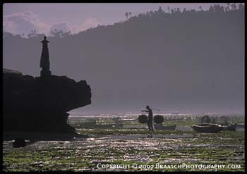 Seaweeds. Native of Lembongan Island near Bali, Indonesia, carries baskets of cultivated seaweed, Euchema, past Hindu shrine. Native agriculture. Coastal issues