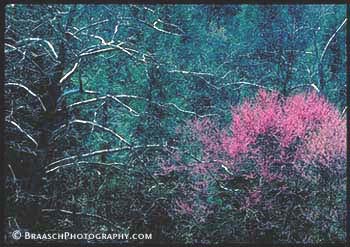 Appalachian Mts. Spring. Trees. Blue Ridge Parkway. Patterns. Redbud tree and sycamore, Virginia