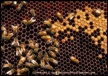 Bees. Honeybees on the honeycomb in a hive, Oregon. Hexagonal pattern. Larvae develop into adult insects