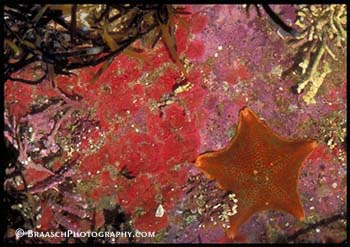 Starfish. Sea Stars. Tidepools. Underwater photography. Coral. Color. Pastels. Bat star, Asterina miniata. Coralline algae. Monterey Peninsula, CA