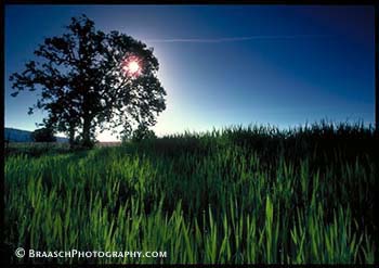 Oaks. Trees. Grasses. Summer. Sunlight. Oregon. Willamette