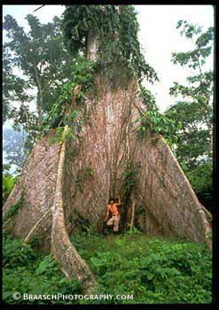 Trees. Tropics. Tropical forests. Big