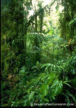 Rain Forests. Forests. Tropical Forest