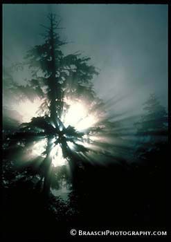 Light. Sunlight. Trees. Douglas firs. Fog. Bright. Inspiring. Oregon Coast Range