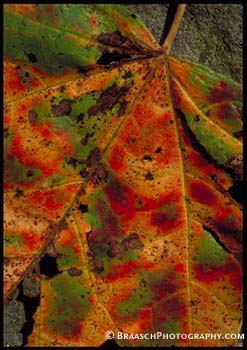 Leaves. Fall. Autumn colors. Details. Color. Maples