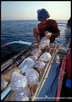 Philppines. Fishing. Aquarium (fish). Boats