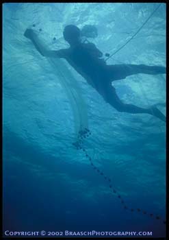 Diving. Tropical fish trade diver using net to capture coral reef fish, instead of stunning them with cyanide, Bagag, Bataan, Philippines. Marine Aquarium Council program. Underwater photography