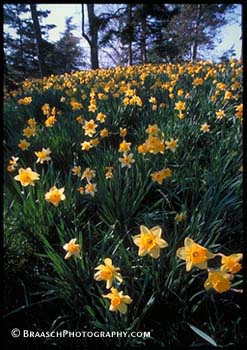 Seasons. Spring. Flowers. Brooklyn Botanic Garden. (matches with snowy shot from the following day in April 2000)