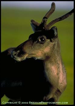 Young caribou of Teshipuk Lake herd near the Colville River, National Petroleum Reserve-Alaska. Arctic tundra. Wild mammals